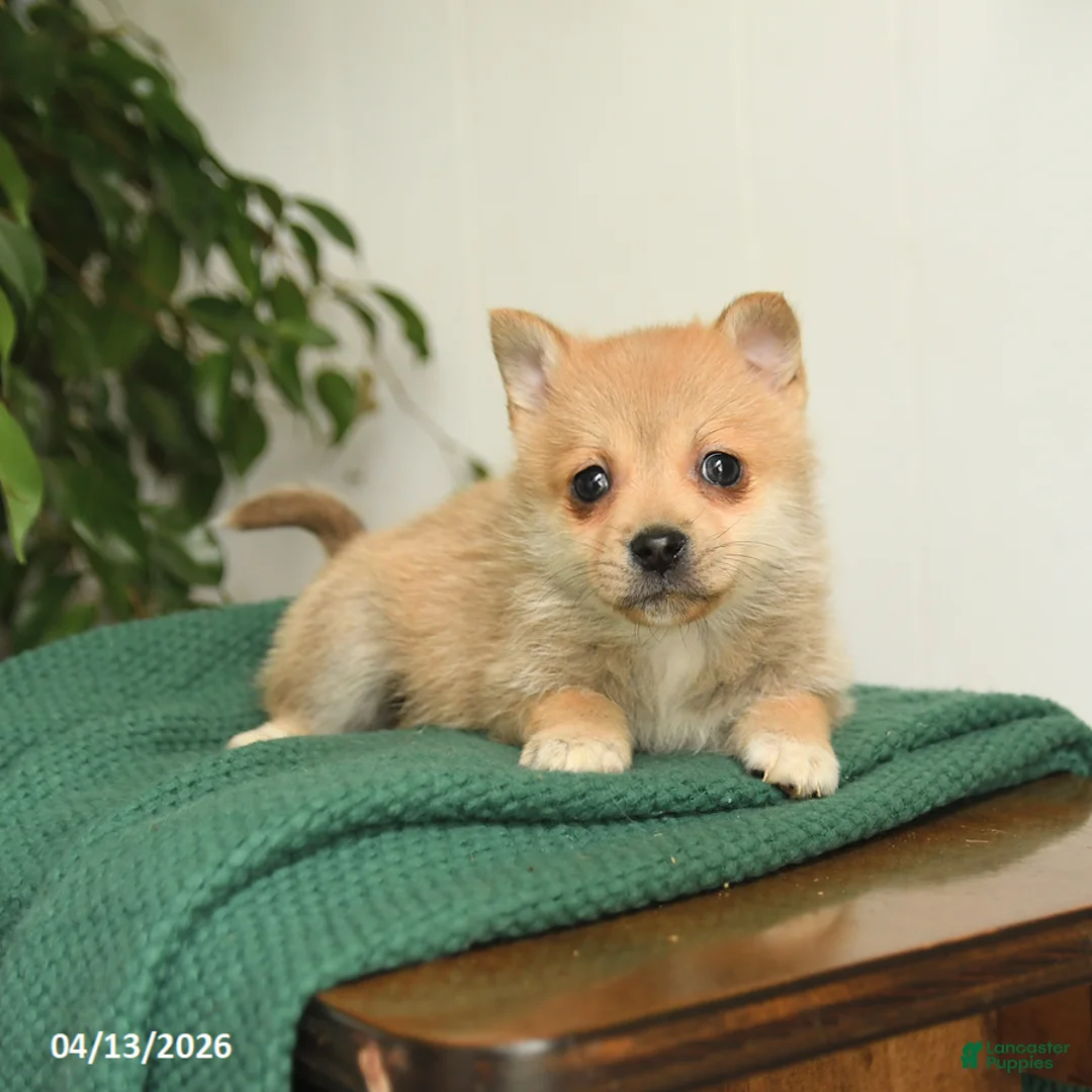 Mixed Breed dogs for sale: Baxter - Ad 2