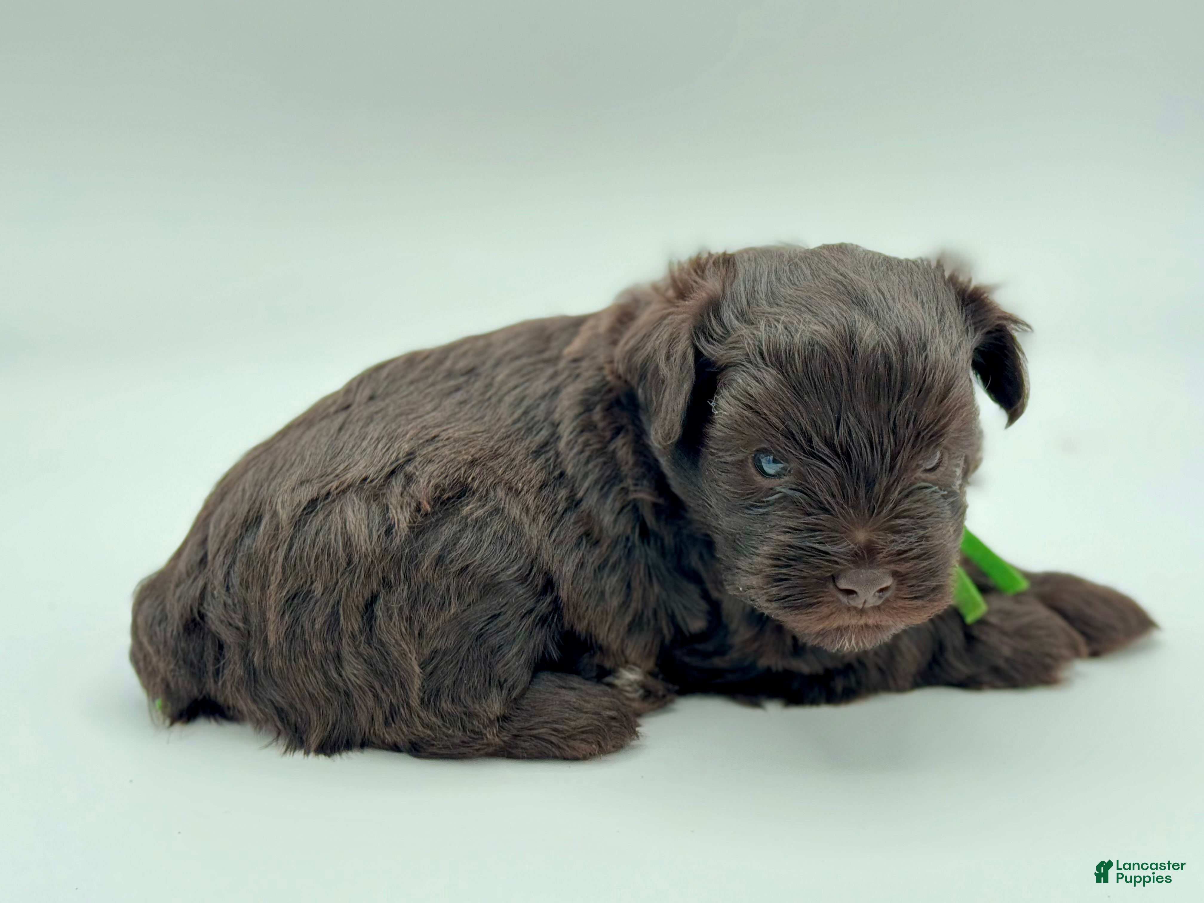 Miniature Schnauzer dogs Shamrock - Ad 2