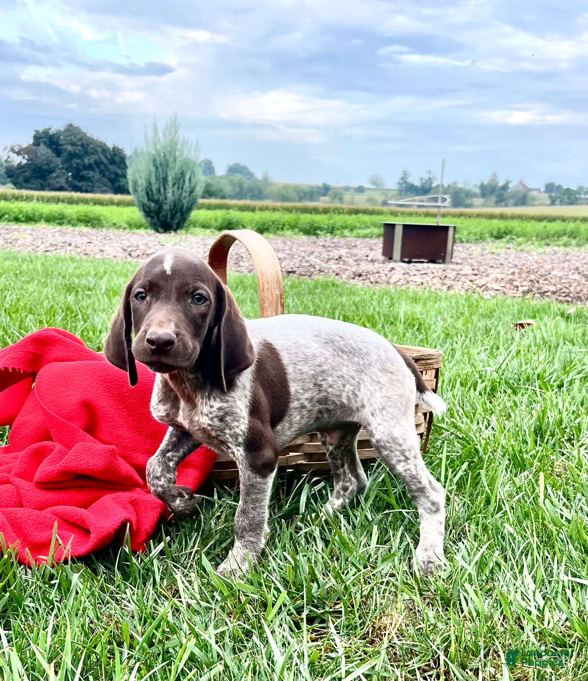 German Shorthaired Pointer dogs Rex❤️Akc reg 🐾 text or call today - Ad 1
