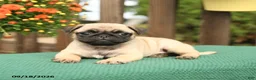 Pug dogs for sale: Mango - Ad 4
