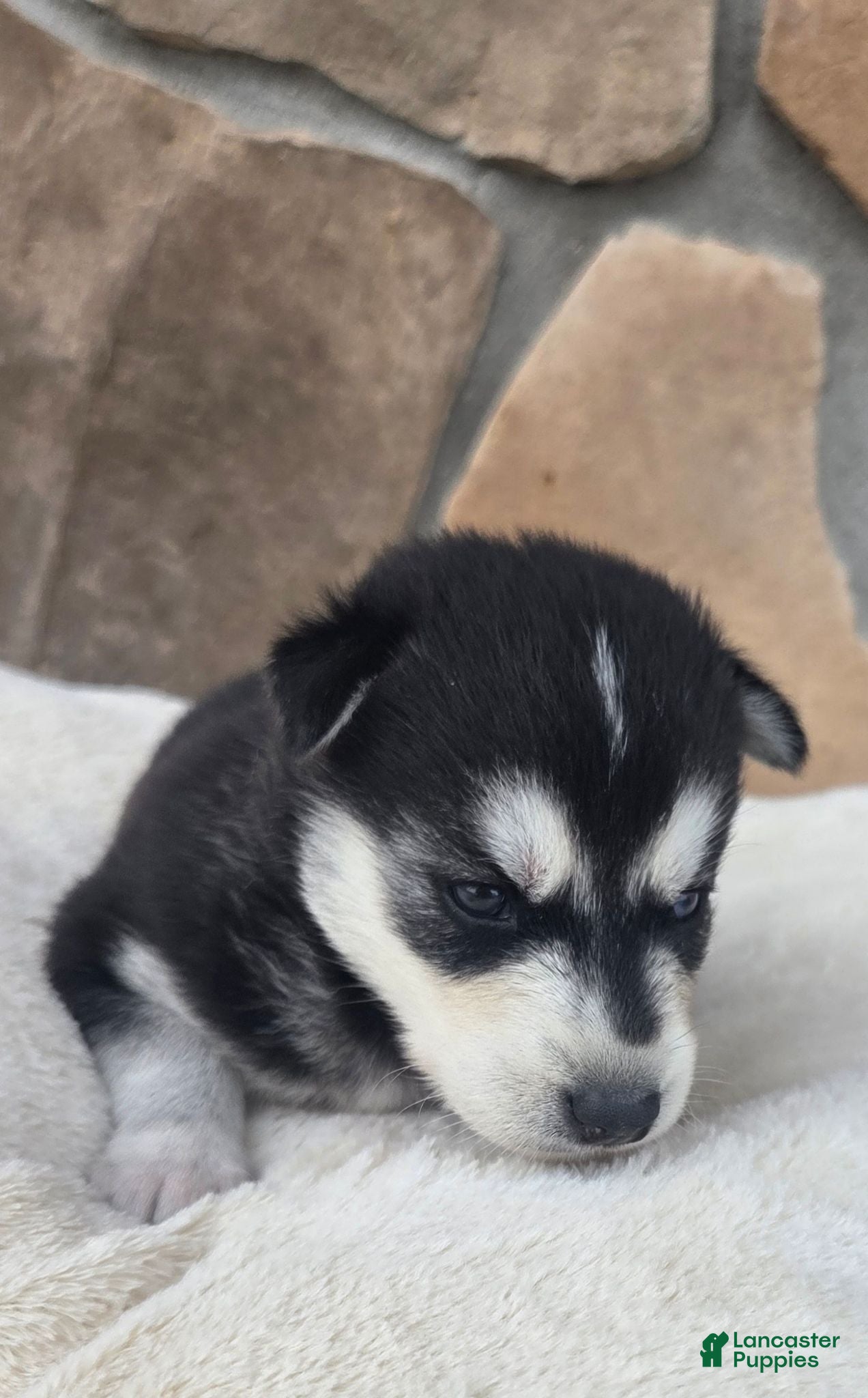 Siberian Husky dogs Gage - Ad 2