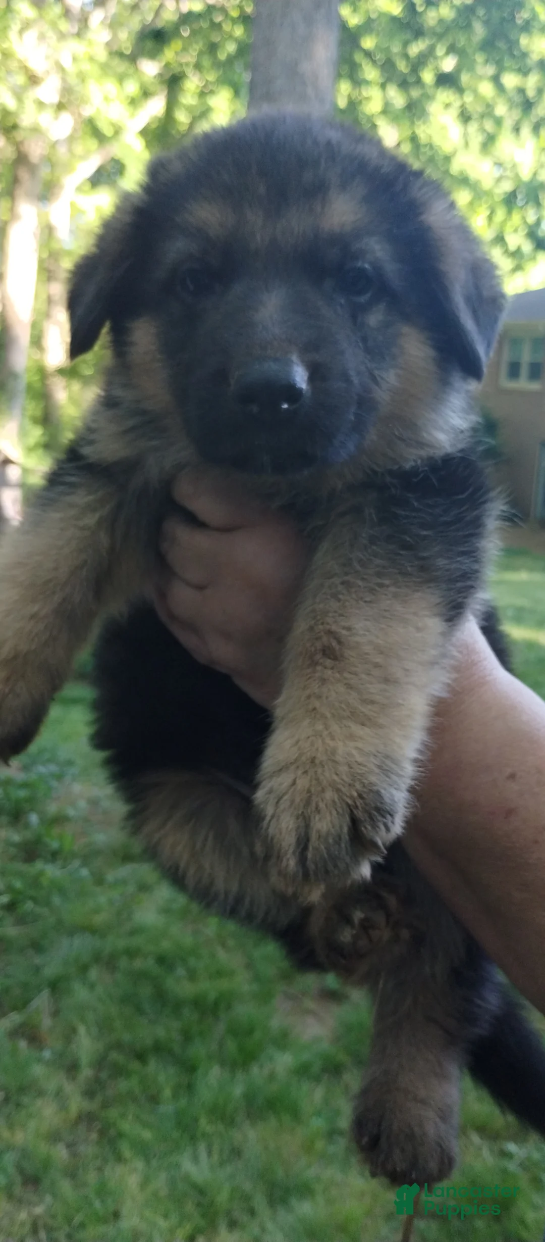 German Shepherd dogs for sale: German Shepherd Puppy 5 - Ad 2