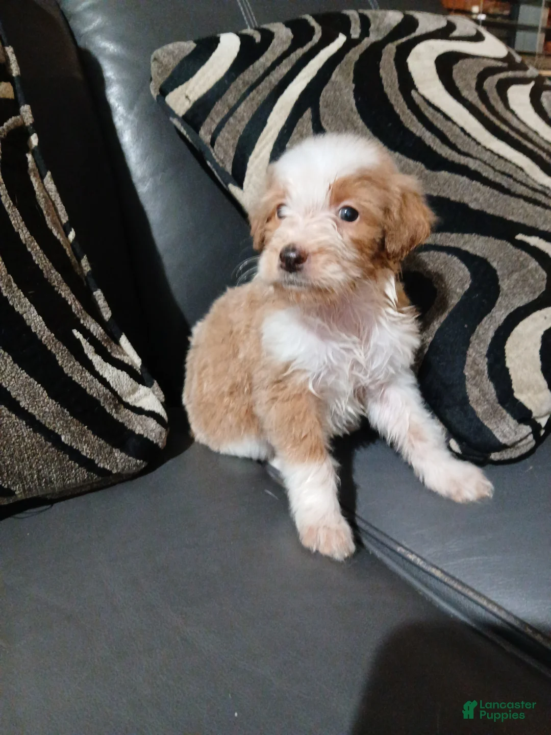 Mixed Breed dogs for sale: Leo  - Ad 2