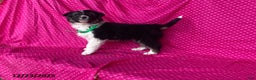 Mixed Breed dogs for sale: George - Ad 7