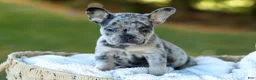 French Bulldog dogs for sale: Cupcake - Blue Merle - Ad 11
