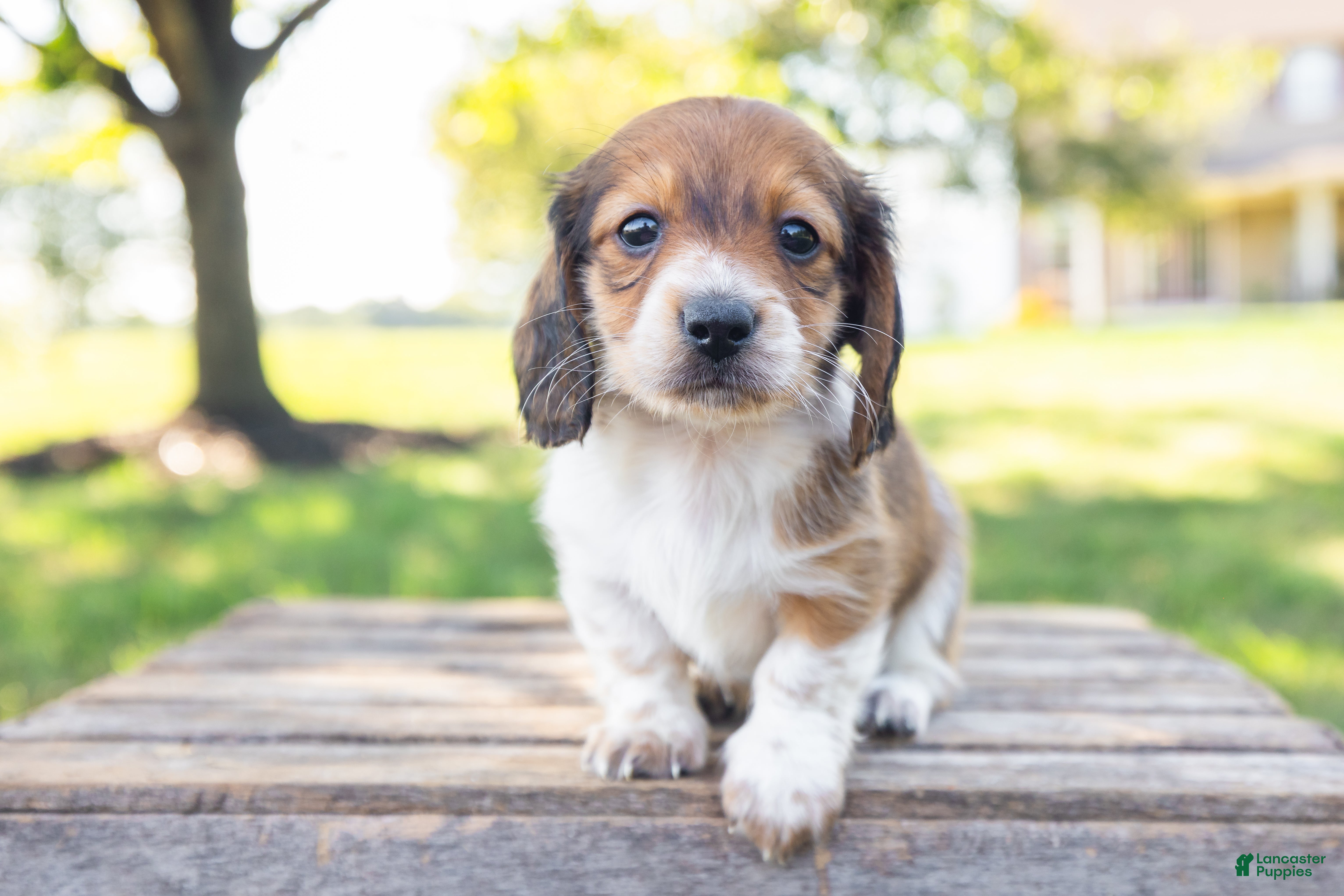 Miniature Dachshund dogs Huxley - Ad 2