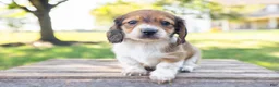Miniature Dachshund dogs for sale: Huxley - Ad 2