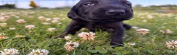 Mixed Breed dogs for sale: Scribbles - Ad 10