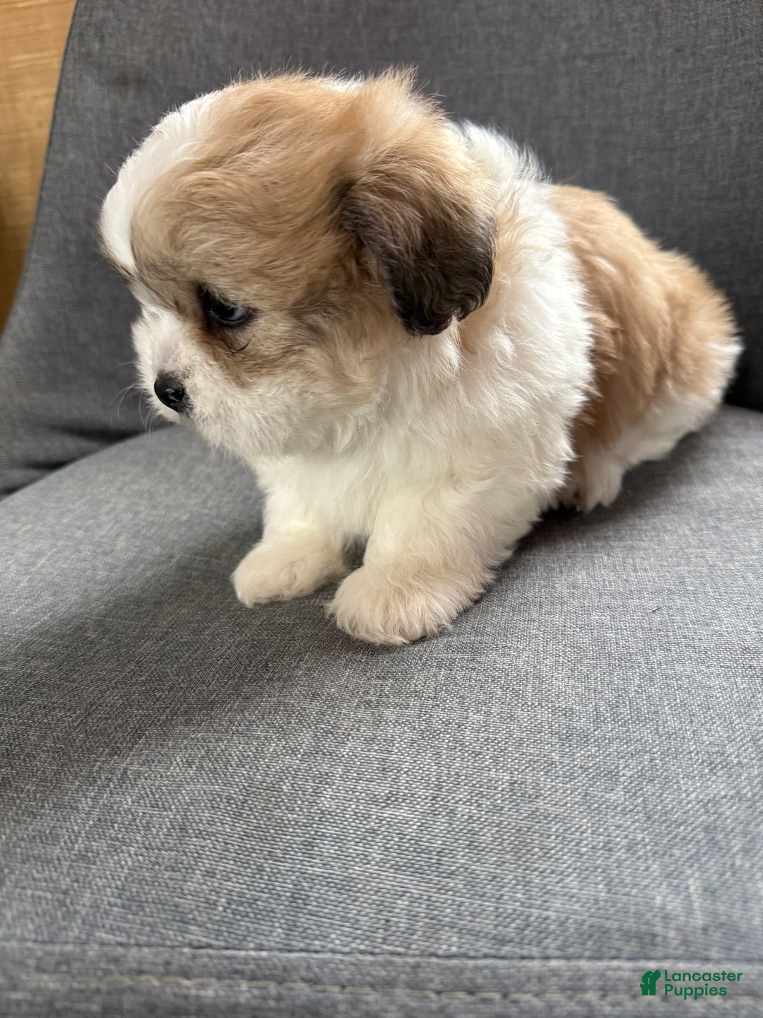 Teddy Bear dogs for sale: Sally - Ad 12