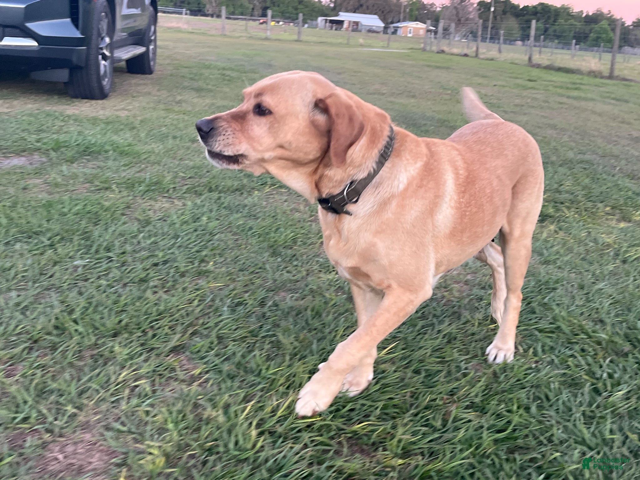 Labrador Retriever dogs for sale: Pretzel Blk Female - Ad 4