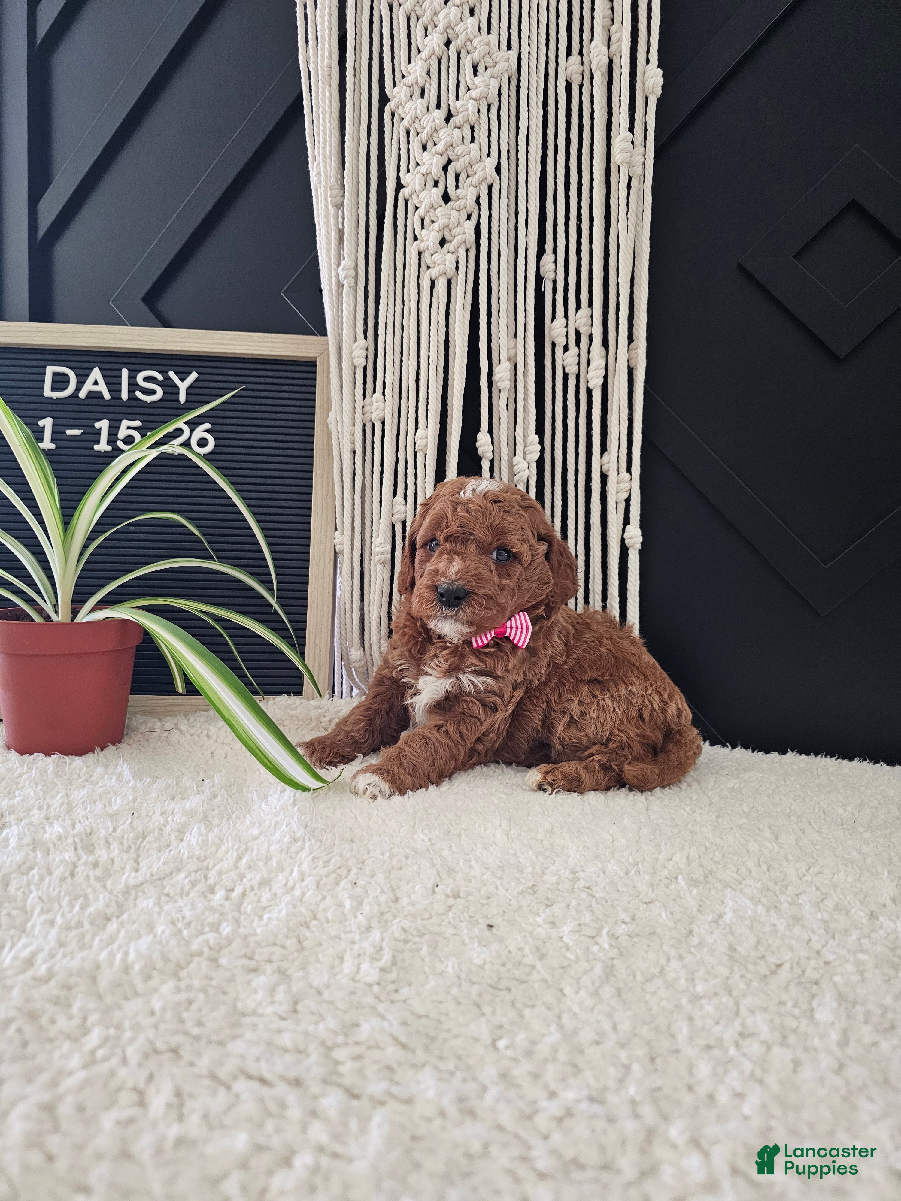 Mini Goldendoodle dogs Daisy - Ad 2