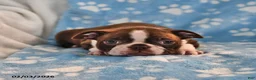 Boston Terrier dogs for sale: James   - Ad 3