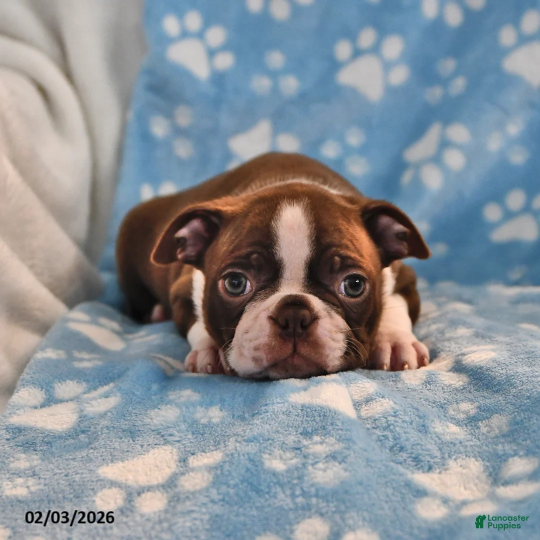 Boston Terrier dogs for sale: James   - Ad 3