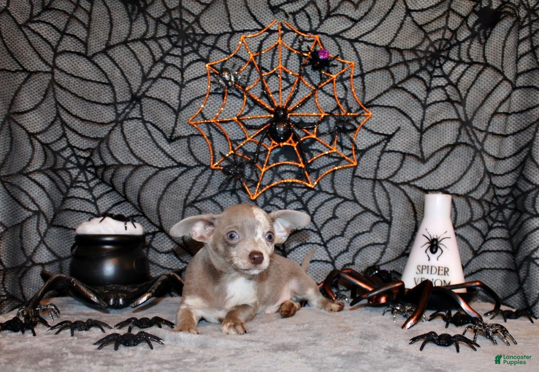 Chihuahua dogs for sale: Finnick - Ad 6