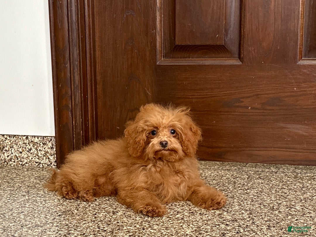 Maltipoo dogs for sale: Tiny Red  - Ad 6