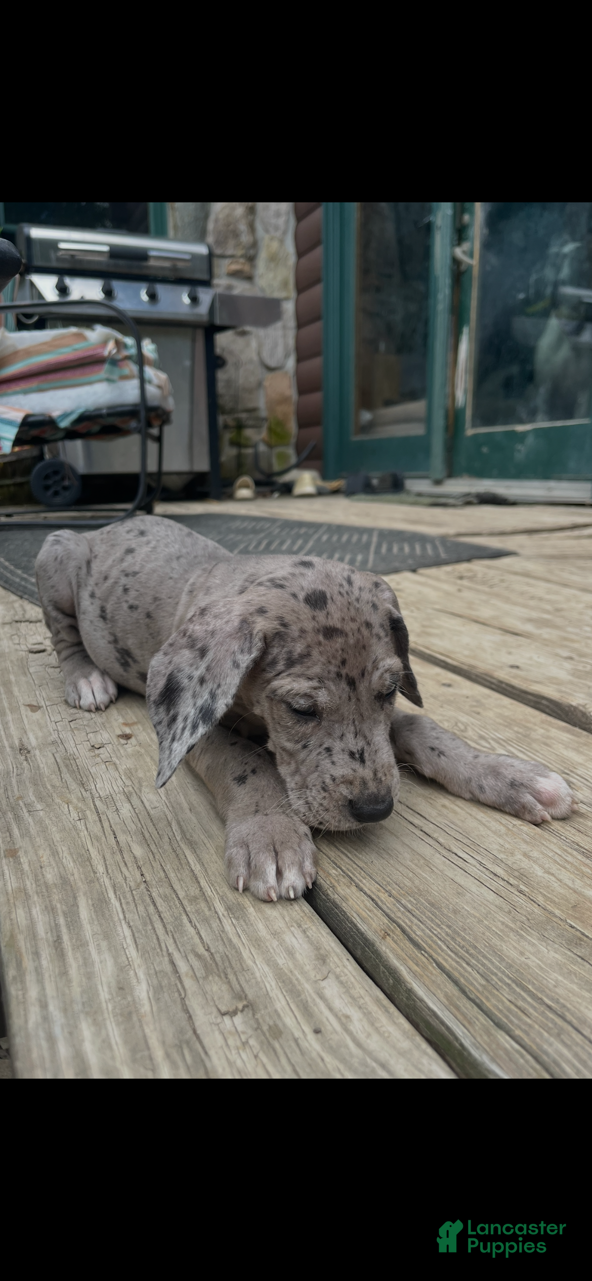 Great Dane dogs Merle - Ad 1