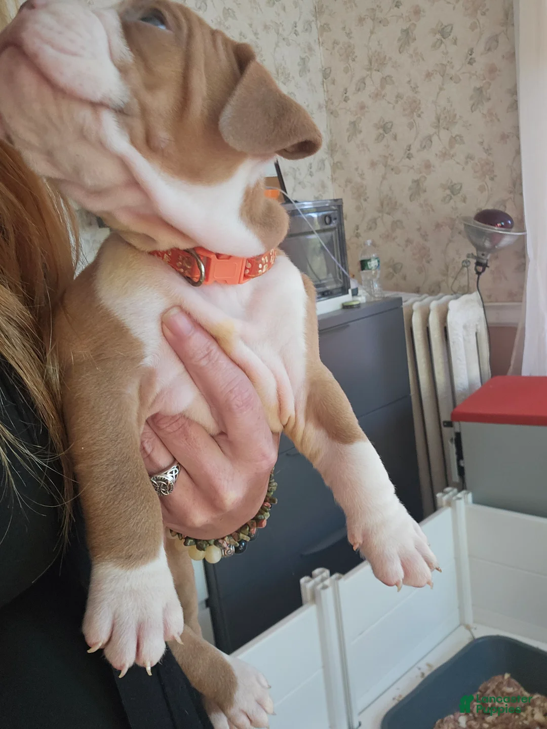 Olde English Bulldogge dogs for sale: Olde English Bulldogge 6 - Ad 2