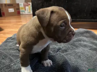 American Bully dogs American Bully Puppy 3 - Ad 42