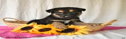 German Shepherd dogs for sale: Trista - Ad 1