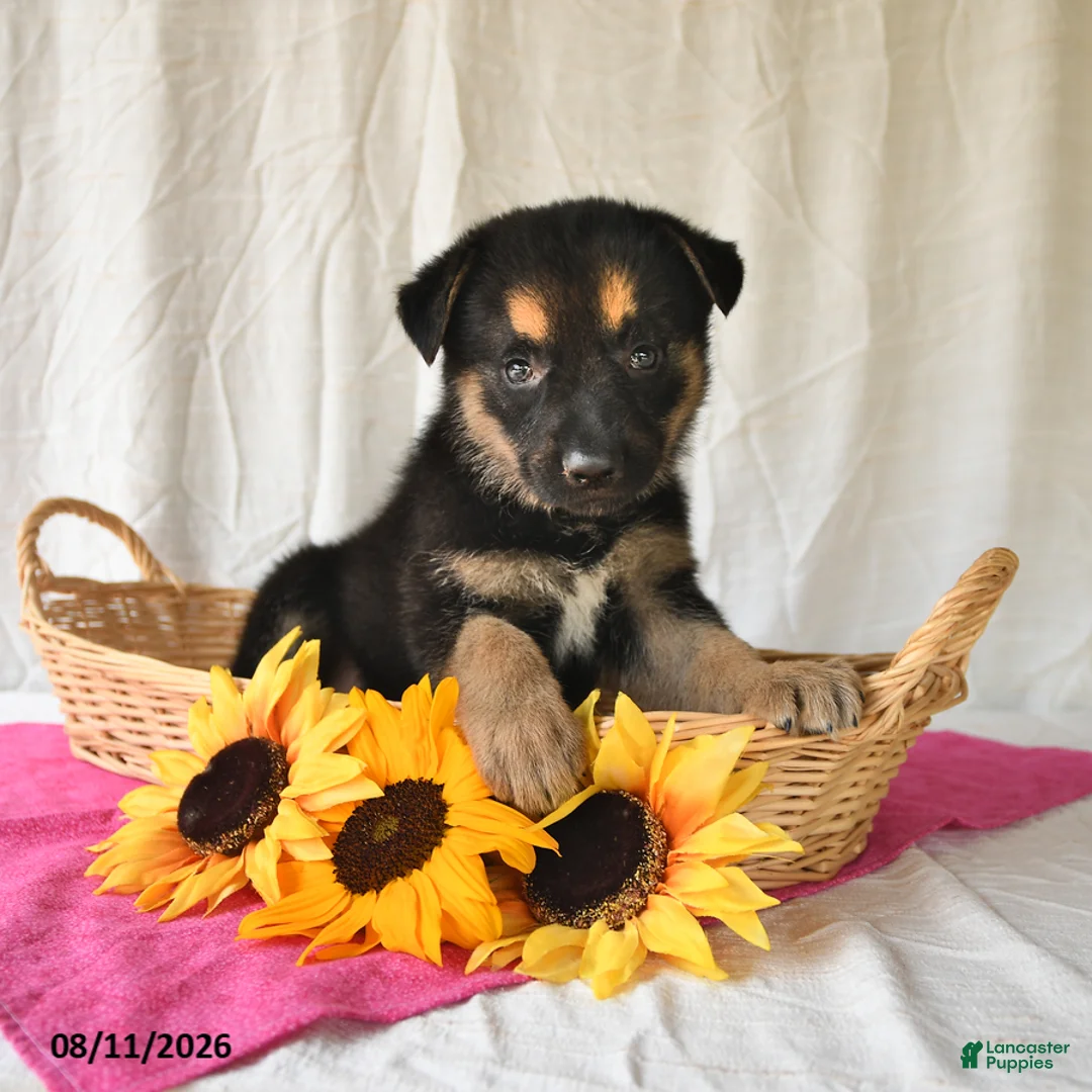 German Shepherd dogs for sale: Trista - Ad 1