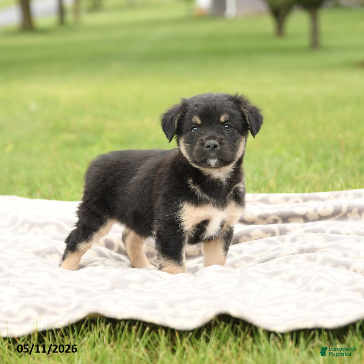 Mixed Breed dogs Norway - Ad 2