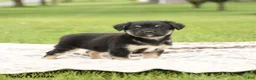 Mixed Breed dogs for sale: Norway - Ad 2