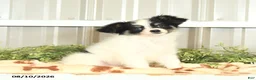 Papillon dogs for sale: Moss - Ad 6