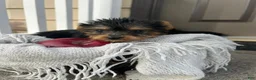 Yorkshire Terrier dogs for sale: Macey - Ad 3