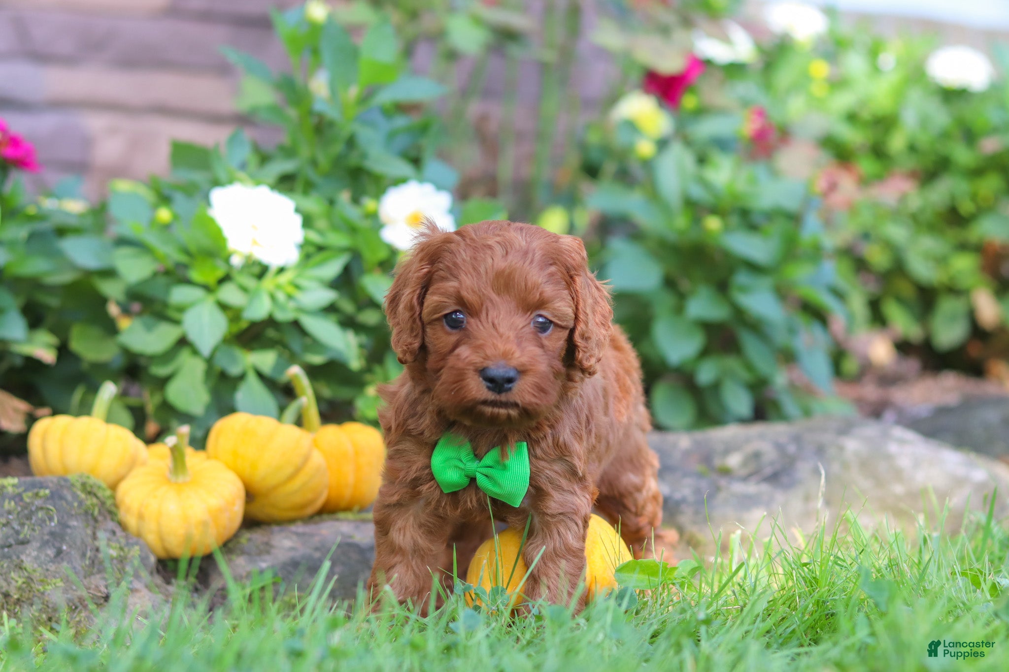 Cockapoo dogs Rusty - Ad 1