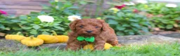 Cockapoo dogs for sale: Rusty - Ad 1