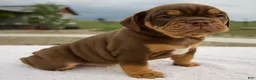 Beabull dogs for sale: Mickie - Ad 3