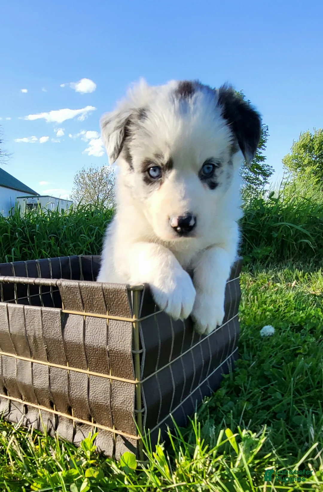 Border Collie dogs for sale: Border Collie Puppy 2 - MAV - Ad 2