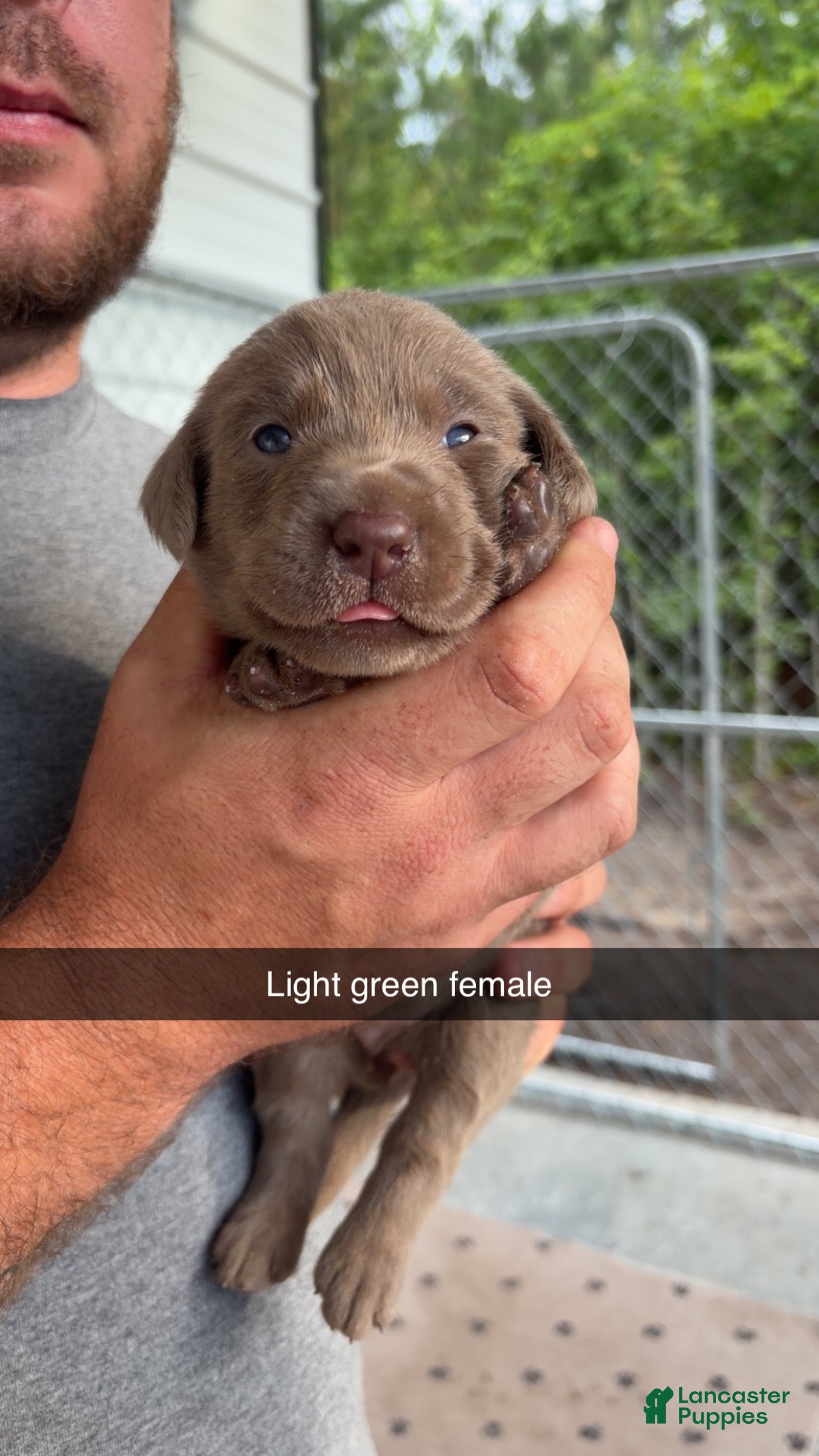 Labrador Retriever dogs Lime green female - Ad 1