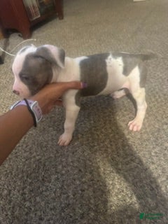 Mixed Breed dogs for sale: Mixed Breed 6 - Ad 3