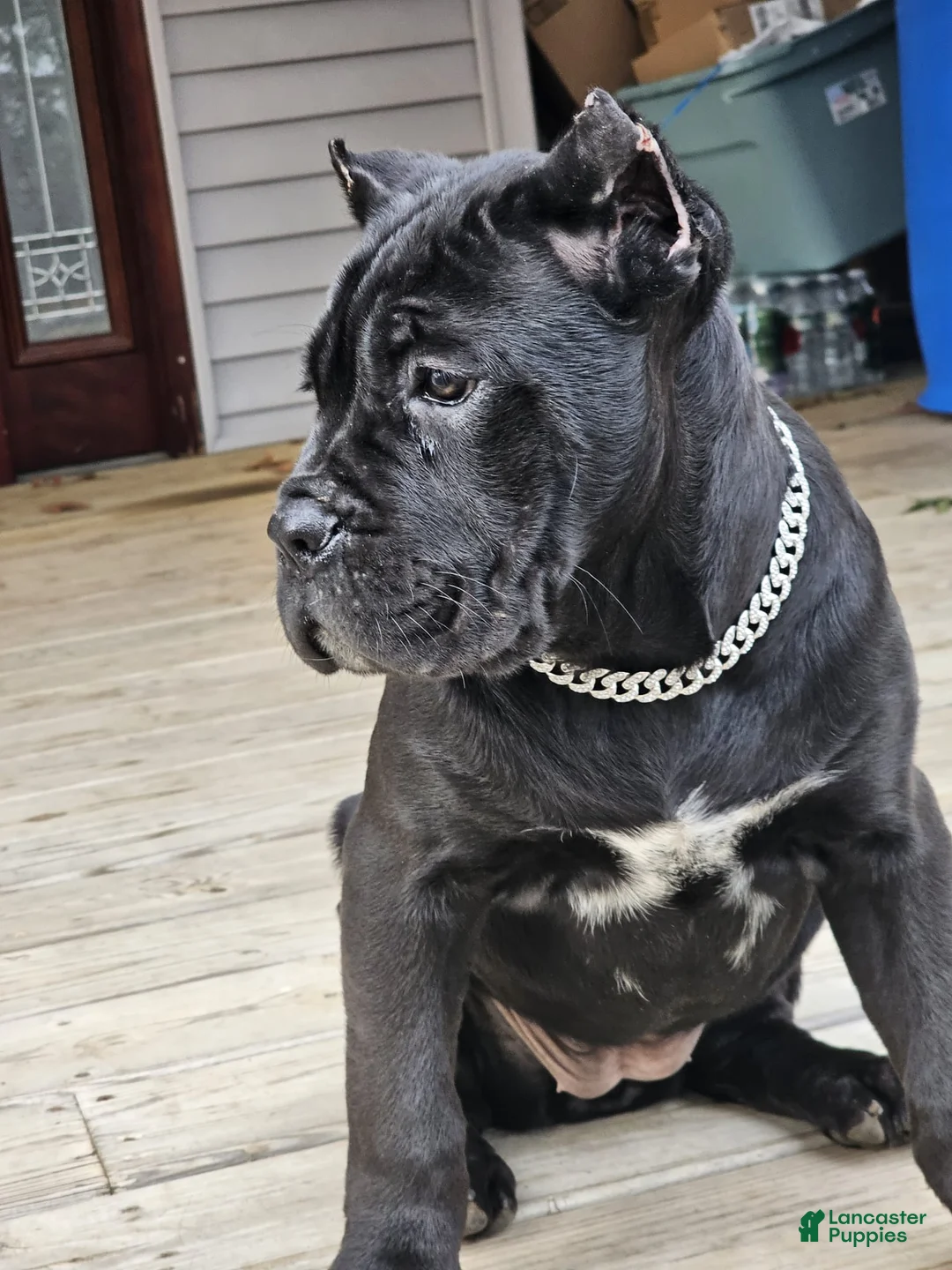 Cane Corso dogs for sale: QUEENIE - Ad 14