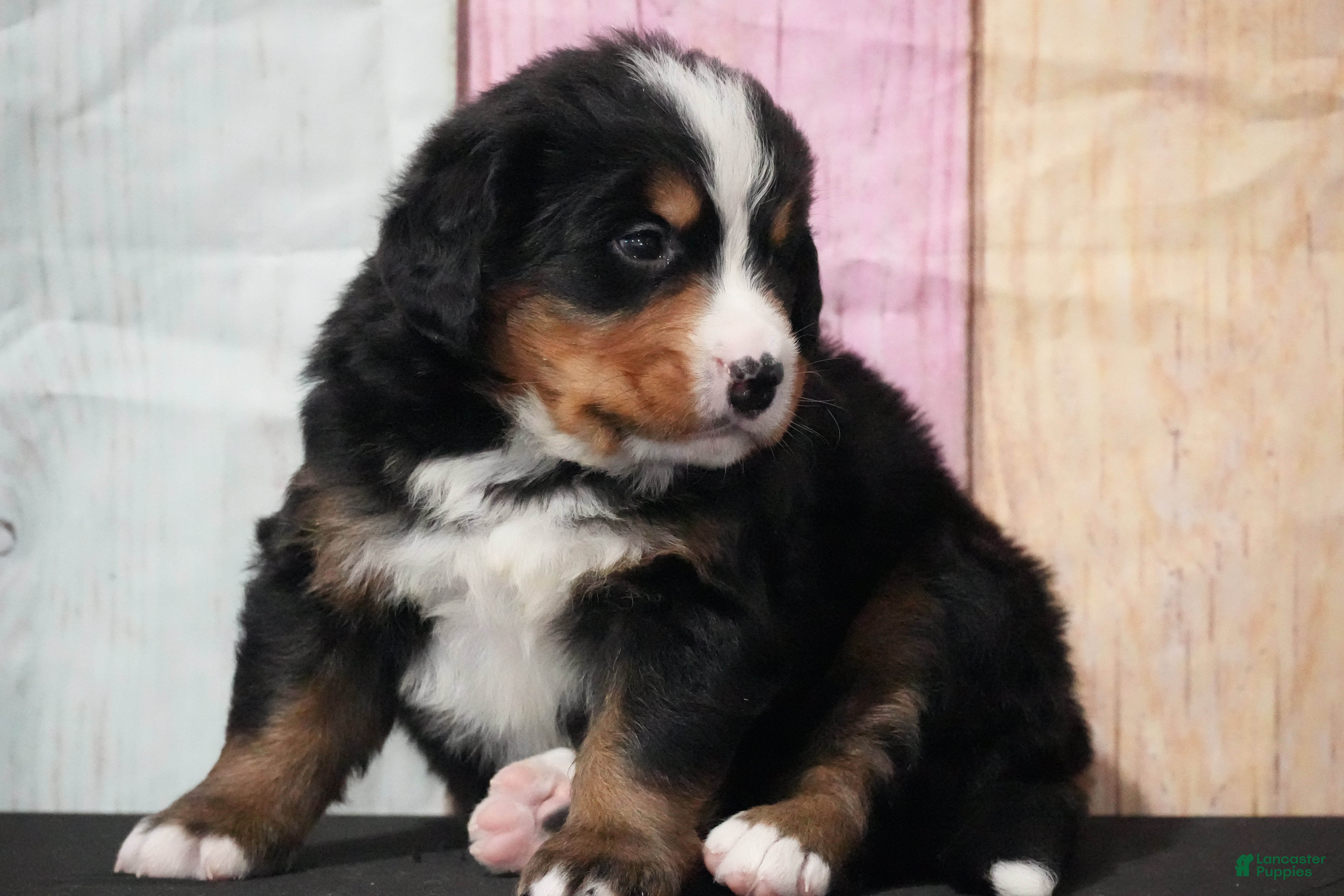Bernese Mountain Dog dogs Bernese Mountain Dog Puppy 2 - Ad 29