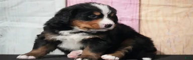 Bernese Mountain Dog Puppy 2