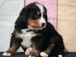 Bernese Mountain Dog dogs Bernese Mountain Dog Puppy 2 - Ad 29