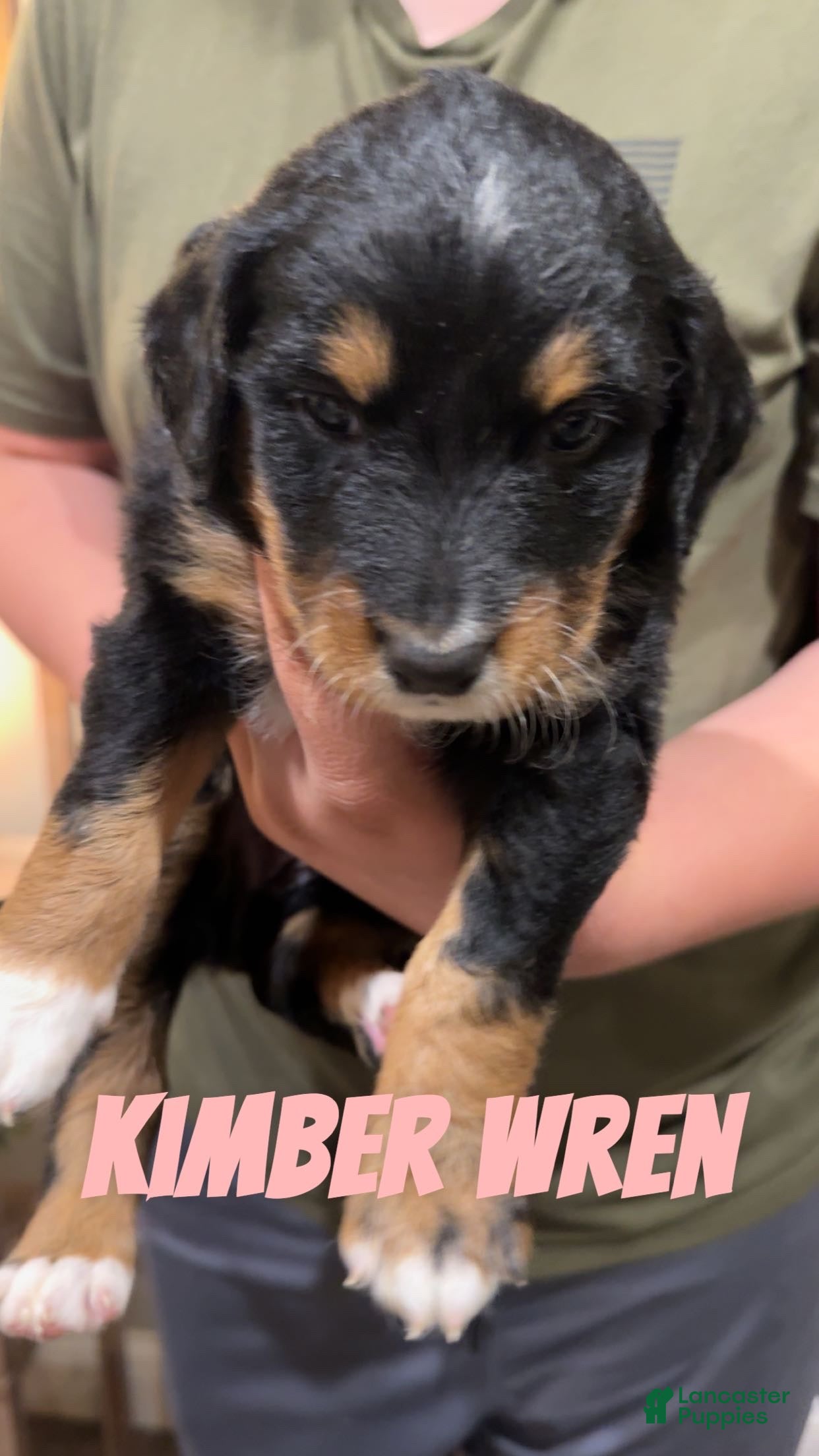Mixed Breed dogs Mixed Breed 7 - Ad 31