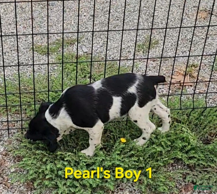 Brittany Spaniel dogs AKC/UKC French Brittany boy 1 - Ad 1