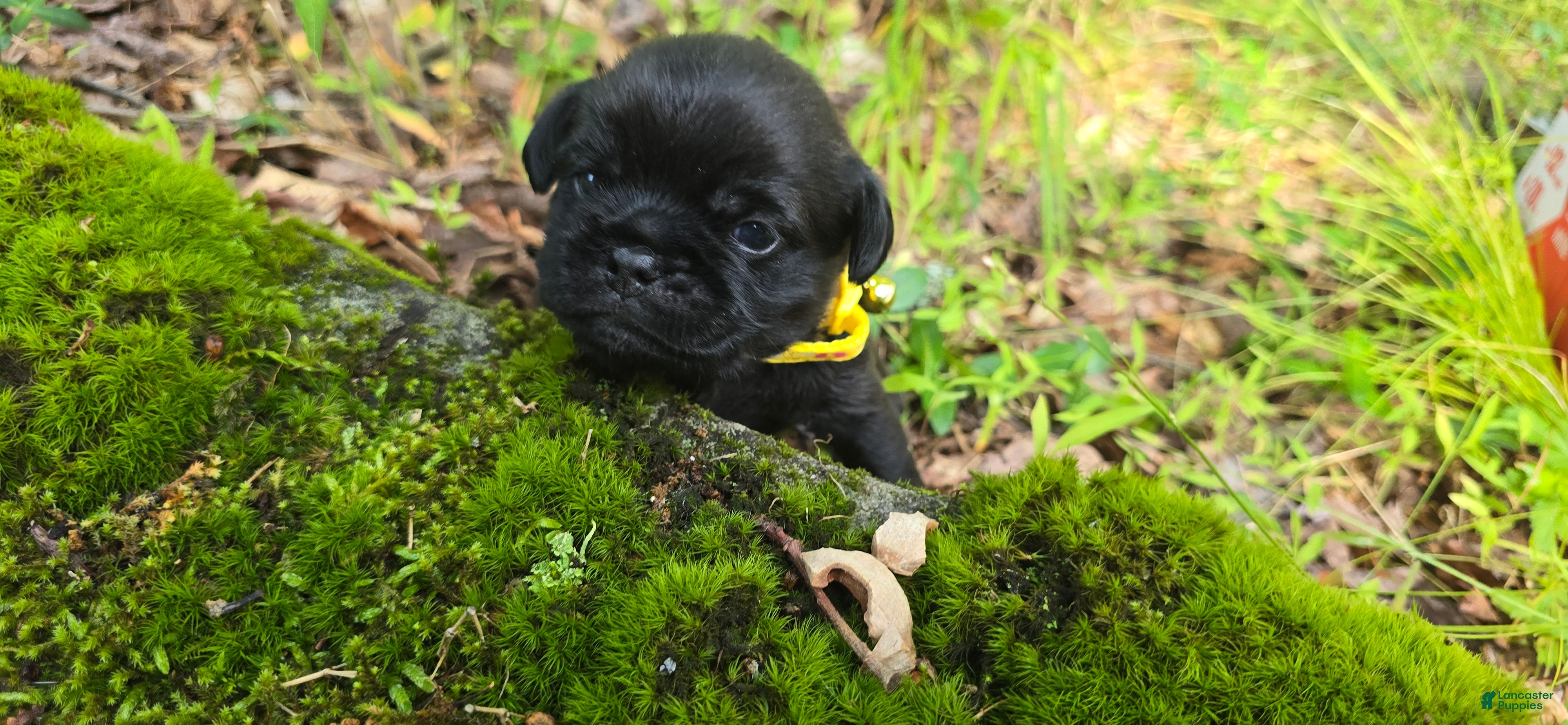 Pug dogs Byron - Ad 1