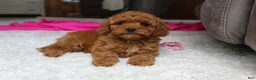 Cavapoochon dogs for sale: Maggie  - Ad 9