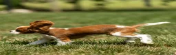 Cavalier King Charles Spaniel dogs for sale: Allen Cavalier King Charles Spaniel Puppy  - Ad 8