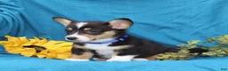 Welsh Corgi Pembroke dogs for sale: Pepper - Ad 3