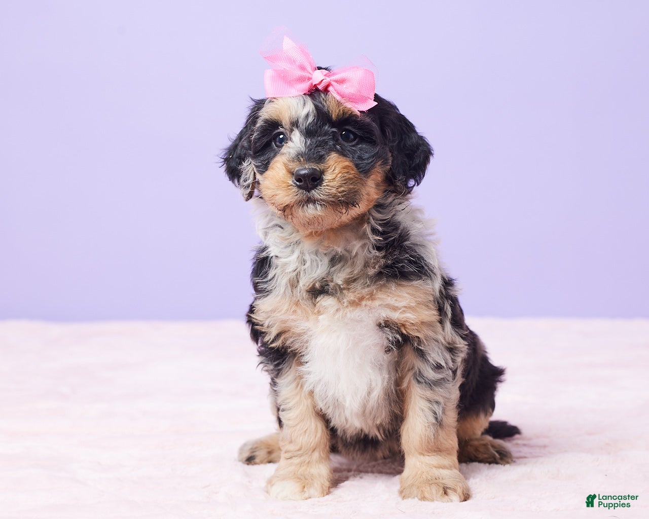 Mini Bernedoodle dogs Sandy - Ad 2