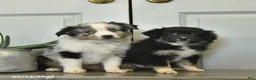 Miniature Australian Shepherd dogs for sale: Charlotte - Ad 5