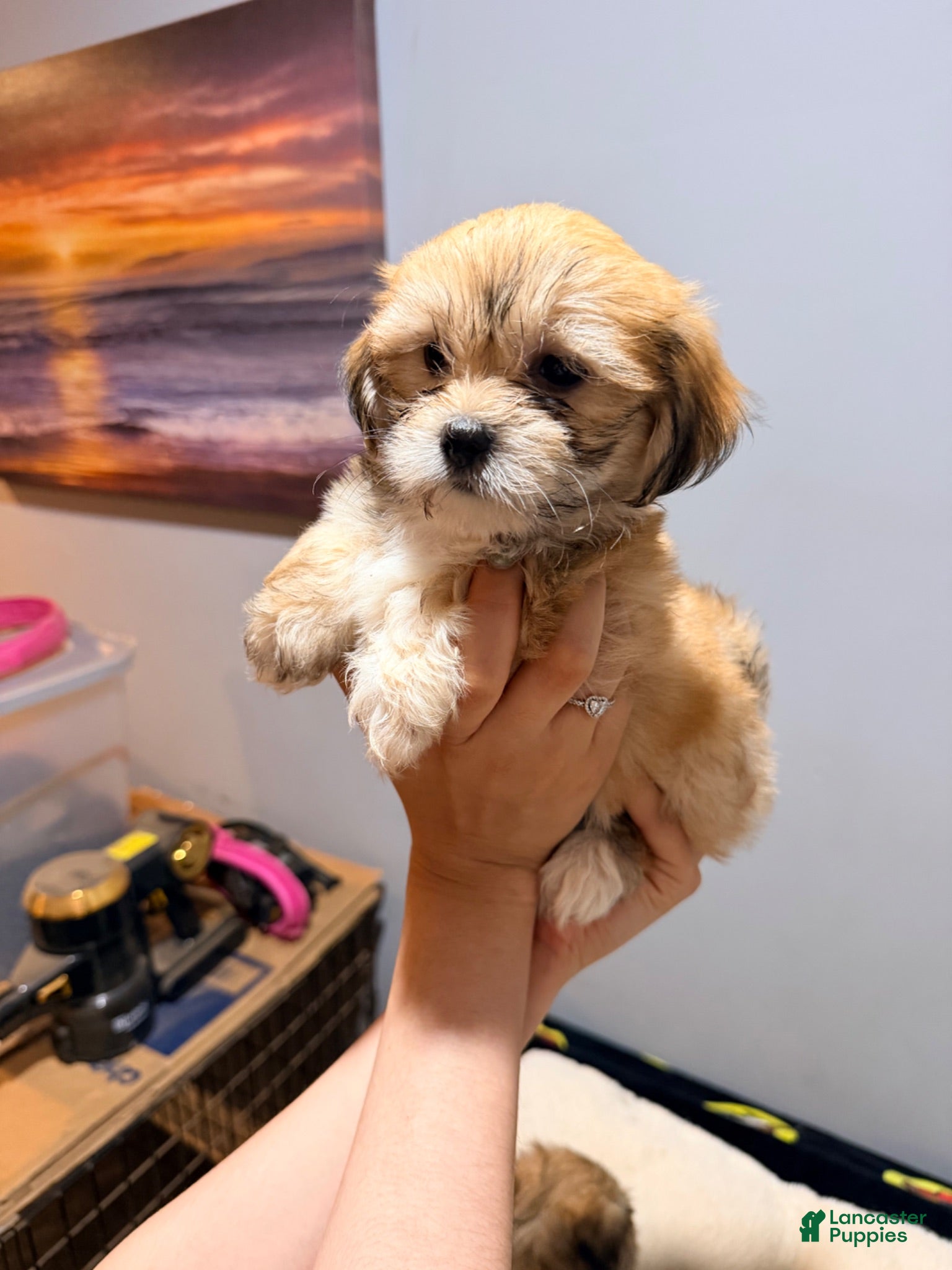 Maltese dogs for sale: Little lady  - Ad 3