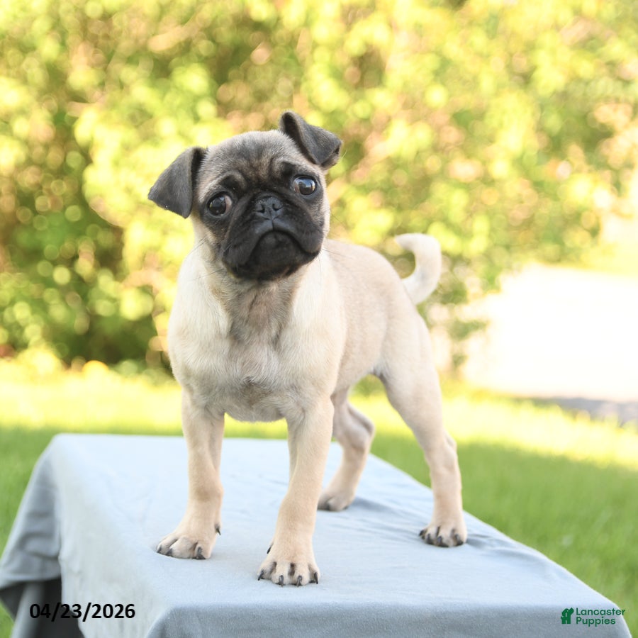 Pug dogs Peaches - Ad 1