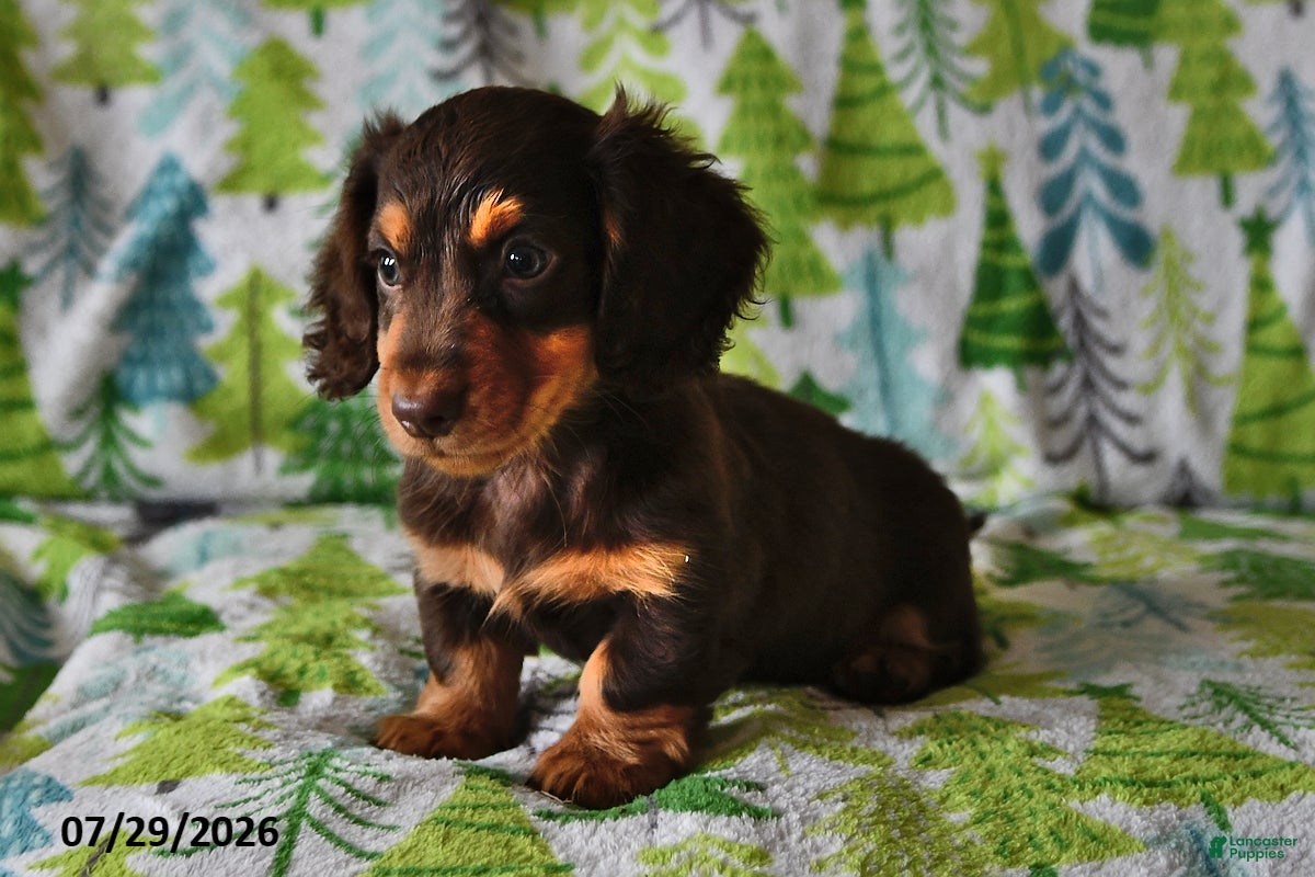 Miniature Dachshund dogs Rowdy - Ad 2