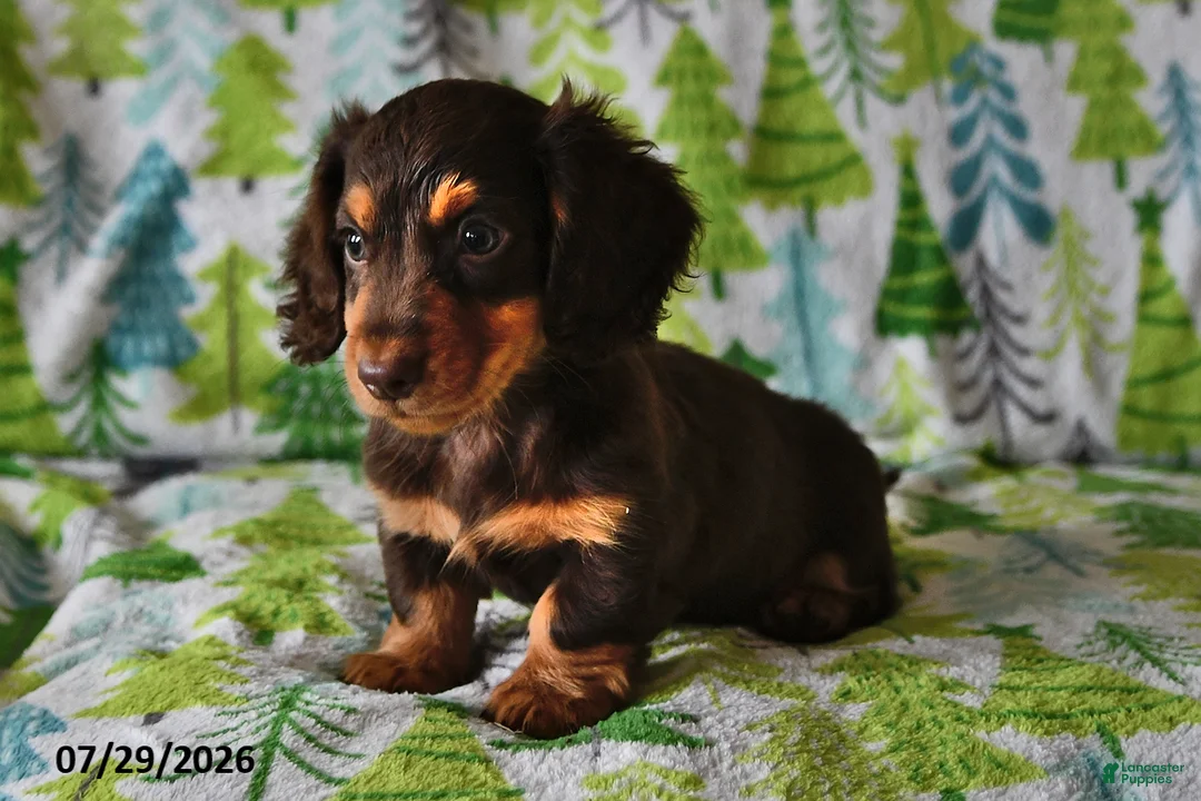 Miniature Dachshund dogs for sale: Rowdy - Ad 2